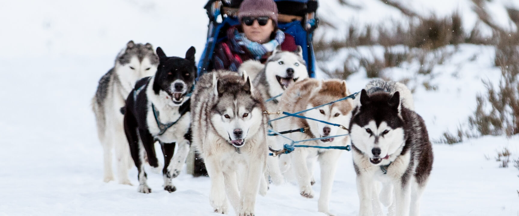 Howling Husky tours